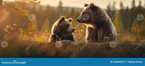 Brown Bear in Natural Habitat Stock Image - Image of mother, adult: 286805641