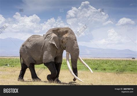 Large Bull Elephant Image & Photo (Free Trial) | Bigstock