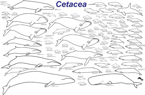 Evolution of cetaceans | Wiki | Everipedia