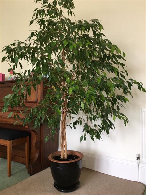 'Weeping Fig' Tree (Ficus benjamina) | in Edinburgh | Gumtree