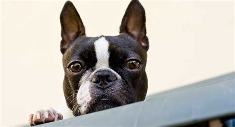 Boston Terrier Dog Breed Information, Images, Characteristics, Health