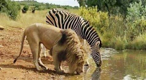 Cool stuff you can use.: Unbelievable! Lion and Zebra drink water from stream together