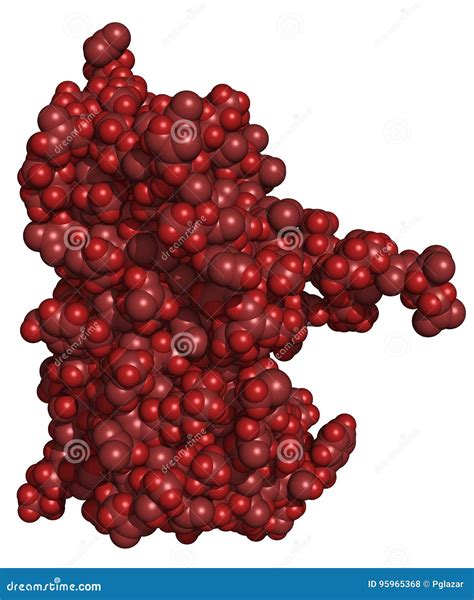 Interferon alpha stock illustration. Illustration of cytokine - 95965368