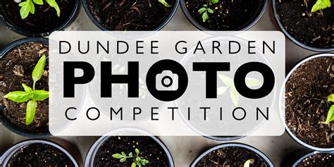 Dundee Garden Photo Competition :: Creative Dundee - Amplifying and ...