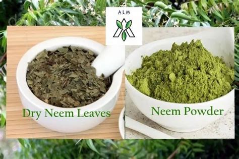 Neem Leaves Powder at Rs 65.00/kilogram(s) | Neem Powder in Patan | ID: 12177593948