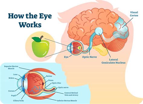 Human Eye Nervous System Pinterest Eyes And Human Eye - vrogue.co