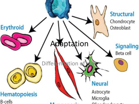 Adaptation