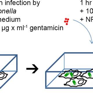 Scheme for preparation of HeLa cells for live cell imaging. HeLa cells ...