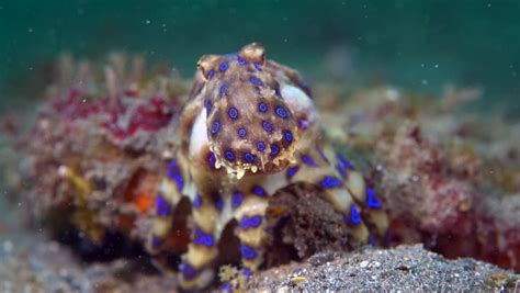 Blue-ringed Octopus with Eggs (hapalochlaena Stock Footage Video (100% ...