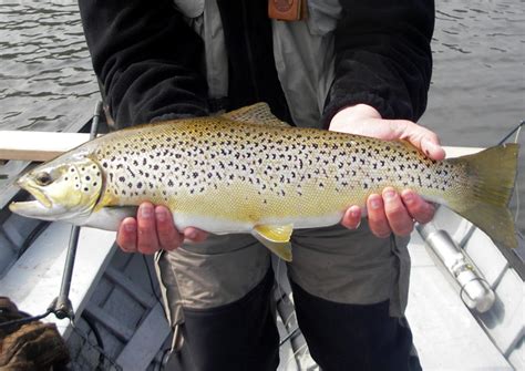 Loch Leven Trout Fly Fishing - Boat Bookings - iBookfishing. Fishing booking system for ...