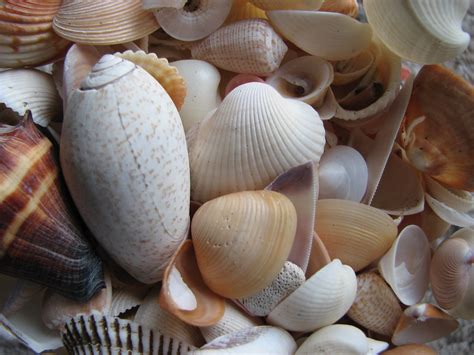 seashells | Conchas Marinas recolectadas en Costa del Sol El… | Flickr