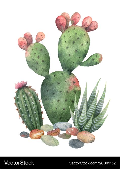 Watercolor collection of cacti and Royalty Free Vector Image