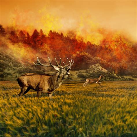 Free photo: Jungle on Fire - Animal, Deer, Fire - Free Download - Jooinn