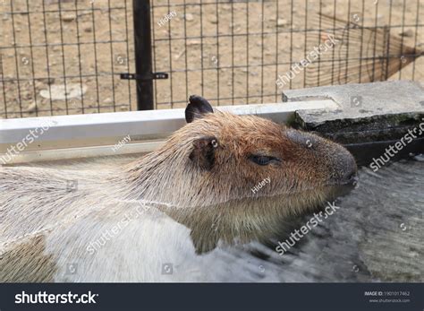 Capybara Hot Spring Stock Photo 1901017462 | Shutterstock