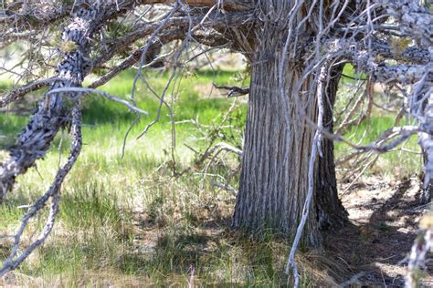 Swamp Cedar - Deep Green Resistance Great Basin