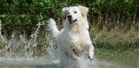 How to Train a Golden Retriever Puppy…(13 tips & tricks) | Avid Pup