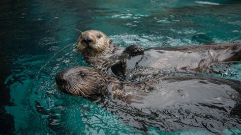 Sea otter | Oregon Zoo