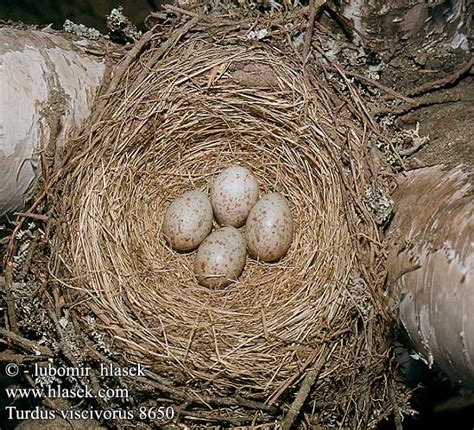 eggs nest Turdus viscivorus Mistle Thrush Misteldrossel Kulorastas ...