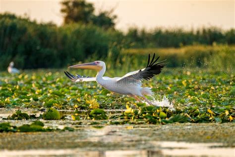 Pelican Flying Over Water at Sunset in the Danube Delta Stock Image ...