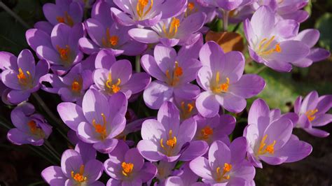 Purple Crocuses Wallpapers - Wallpaper Cave