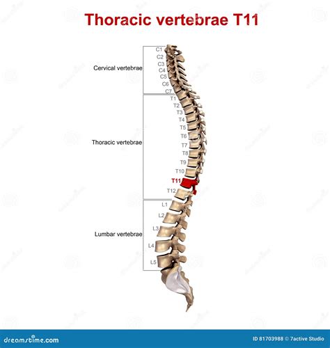 Thoracic Vertebrae T11 Stock Photography | CartoonDealer.com #81703988