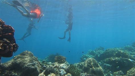 Snorkeling Bunaken Marine Park - Two Fish Divers Indonesia