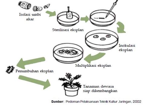 ILMU 212: Teknologi Kultur Jaringan