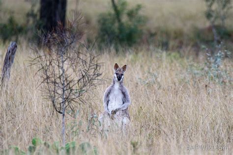 Whiptail Wallaby – AHP Wild