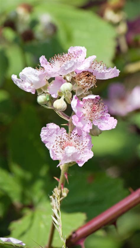 Blackberry Bush Flowers Free Stock Photo - Public Domain Pictures