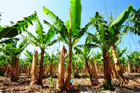 Banana Plantation — Stock Photo © ggkuna #1595451