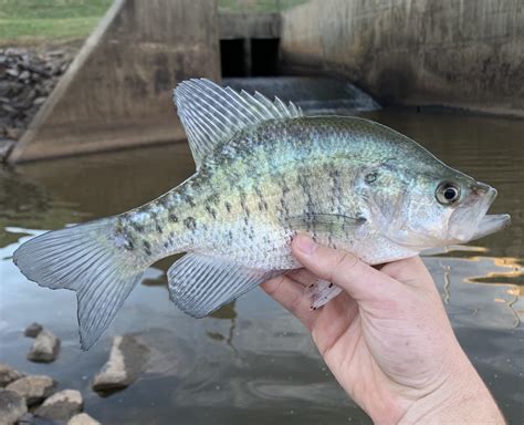 glad i found this sub. this white crappie is my most recent new species ...