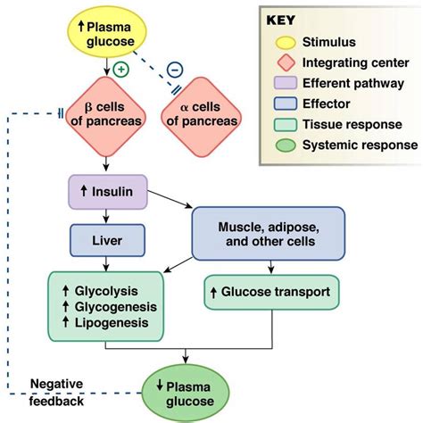 Glucose Regulation