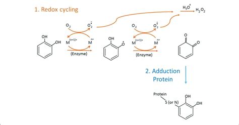 | Two main reactions of catechol quinone. | Download Scientific Diagram