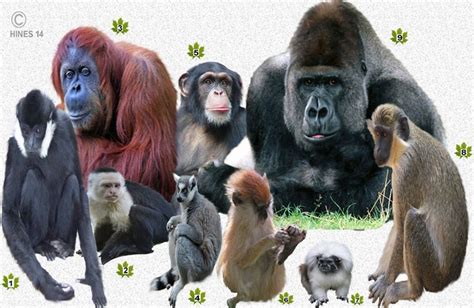 different monkeys apes - Google Search | Pet monkey, Animals wild, Monkey species