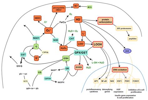 Oxidative Stress Biomarkers | Encyclopedia MDPI