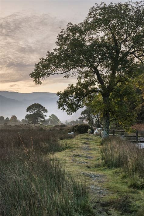 Beautiful Foggy Misty Autumn Sunrise Over Countryside Surrounding Crummock Water in Lake ...