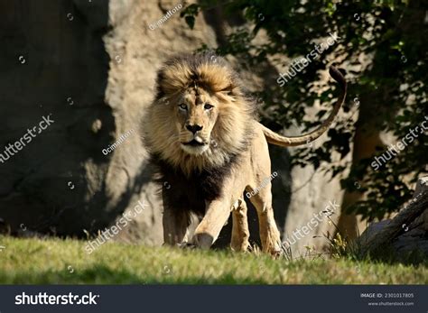 288 Male Lions Charging Images, Stock Photos & Vectors | Shutterstock