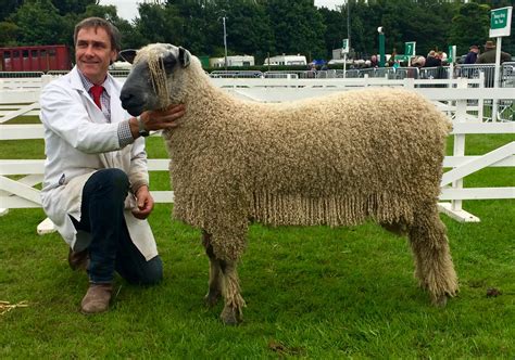 Wensleydale Sheep - Wensleydale Longwool Sheep Breeders' Assoication ...