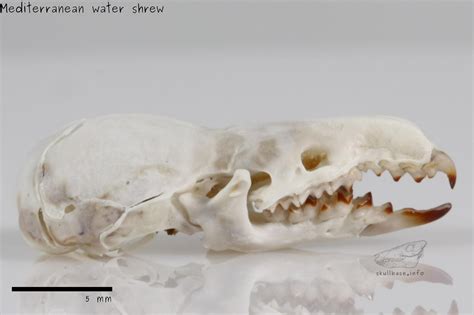 Mediterranean water shrew - Skull Base