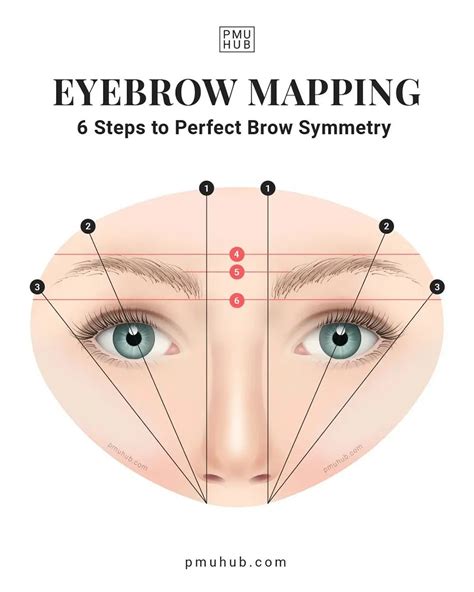 Eyebrow Anatomy for PMU Artists: Important Know-How | Wax eyebrows at ...