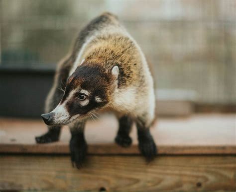 Coatimundi - Catty Shack Ranch