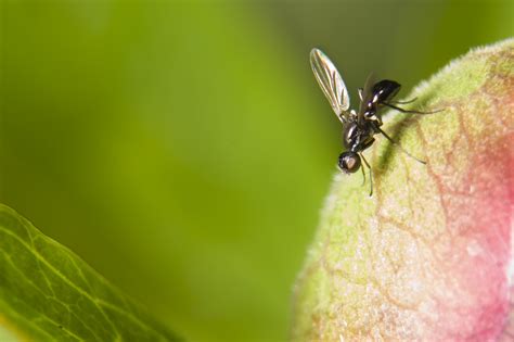 Watch Out For Black Flies, A New Species Of Biting Insects On The Loose In Minnesota