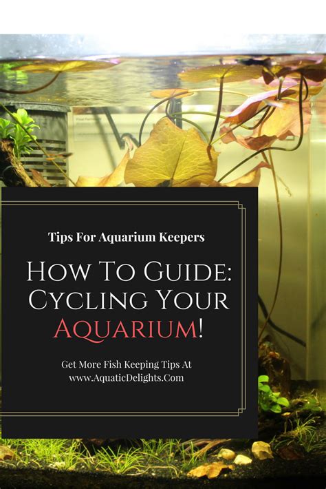 How To Guide: Cycling Your First Fish Tank | Fish tank, Tropical fish tanks, Fresh water fish tank