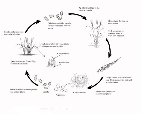 Powdery Mildew of Barley - Field Crop Diseases Victoria | Field Crop Diseases Victoria