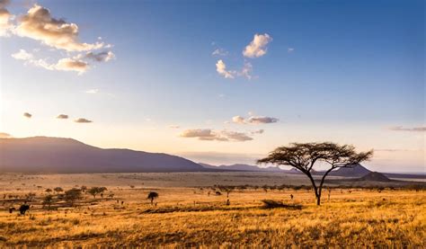 How to Plan a Safari in East Africa in 2024