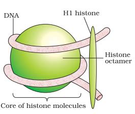 Histone Structure