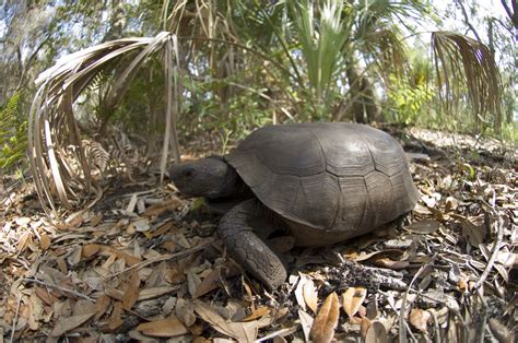 Fort De Soto Park is the home to a bevy of creatures, including this turtle. Clear Water, Pete ...