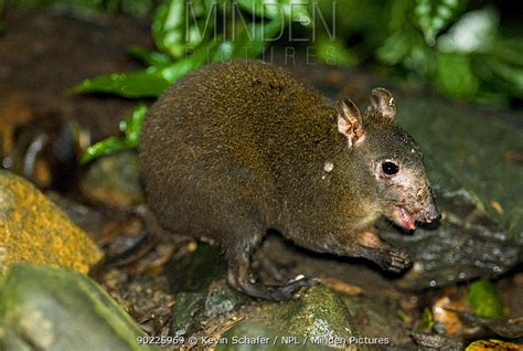 Minden Pictures - Musky Rat Kangaroo (Hypsiprymnodon moschatus); the ...