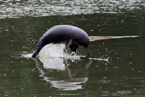 Fascinating photograph of Gangetic River Dolphin | Assam Times