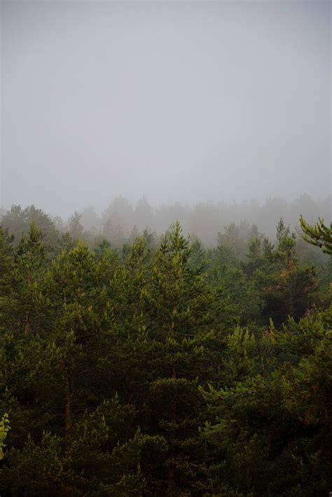 Mist Fog Pine - Free photo on Pixabay